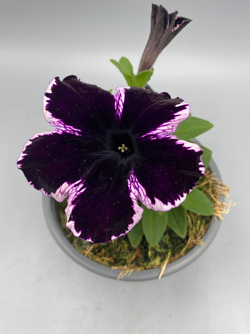 1L Petunia  (Spring, Summer)