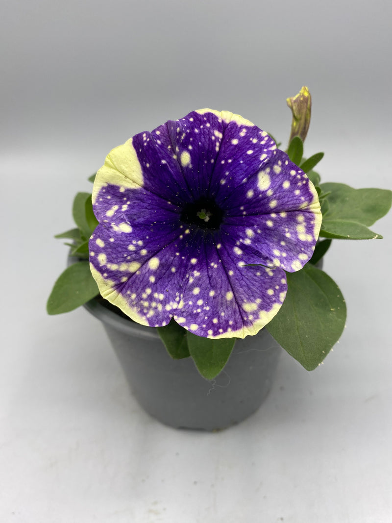 1L Petunia  (Spring, Summer)