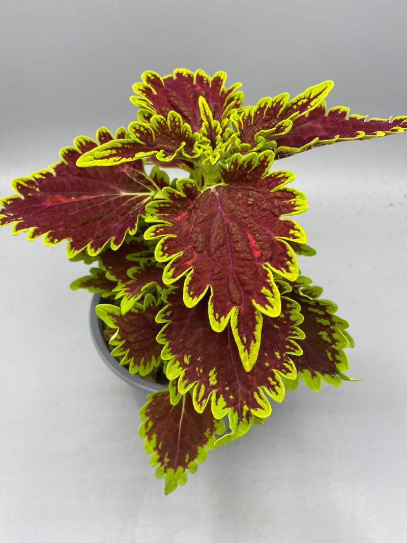 1L Coleus (Summer, foliage)