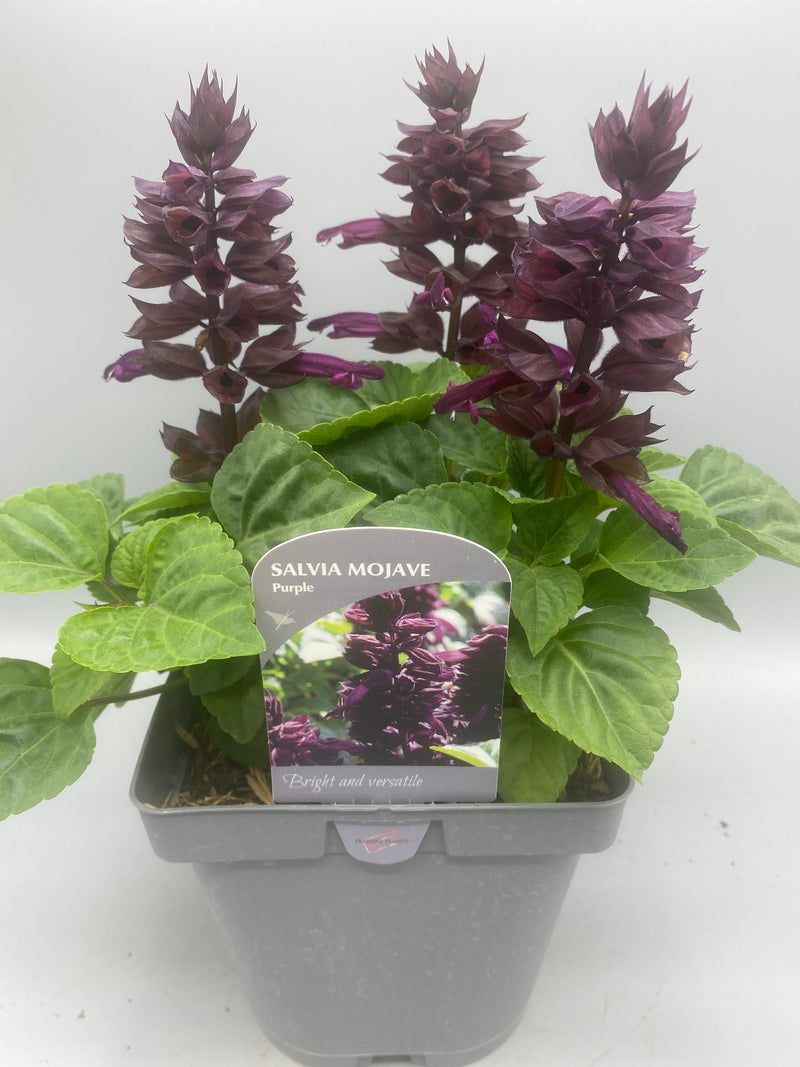 2L Salvia Mojave (Summer)