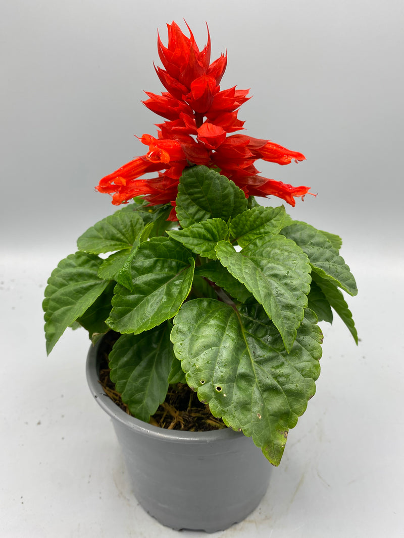 1L Mojave Red (Summer)