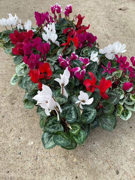 *Deal of the Weekend* Cyclamen x 15 Plants