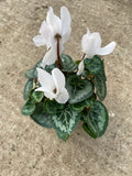 *Deal of the Weekend* Cyclamen x 15 Plants