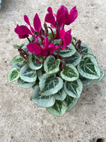 *Deal of the Weekend* Cyclamen x 15 Plants