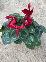 *Deal of the Weekend* Cyclamen x 15 Plants