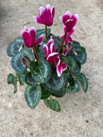 *Deal of the Weekend* Cyclamen x 15 Plants