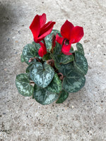 *Deal of the Weekend* Cyclamen x 15 Plants