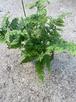 *Deal of The Week* 3 x Indoor Ferns