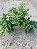 *Deal of The Week* 3 x Indoor Ferns