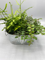 Indoor Fern Planter