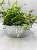 Indoor Fern Planter