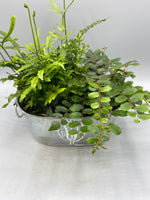 Indoor Fern Planter