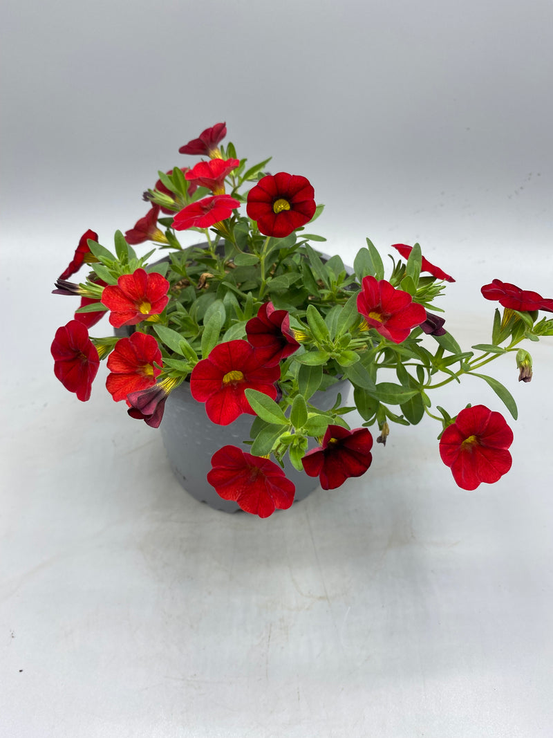 1L pot Million Bells Calibrachoa  (Spring, Summer)