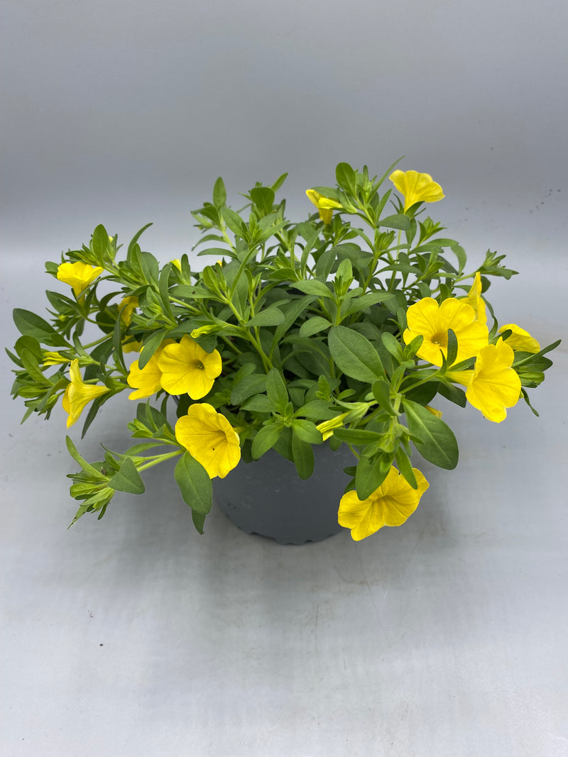 1L pot Million Bells Calibrachoa  (Spring, Summer)