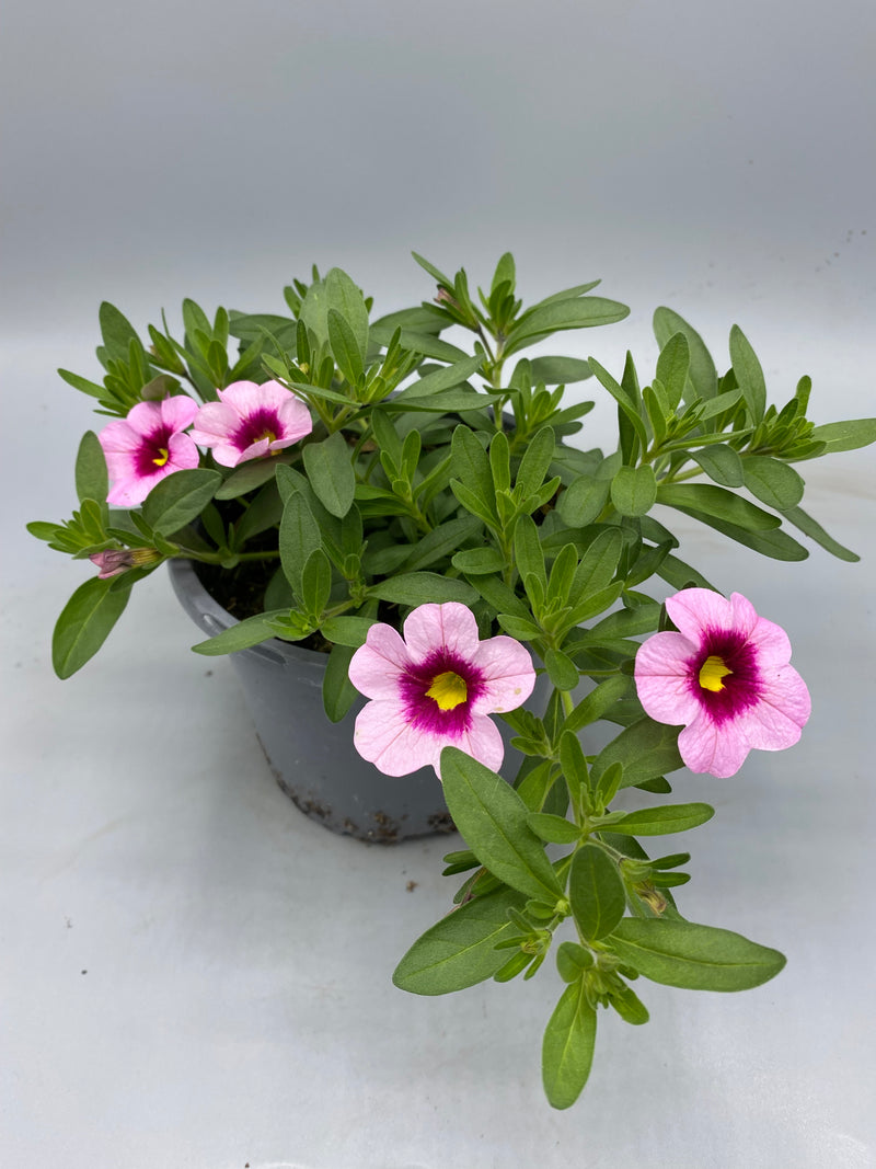 1L pot Million Bells Calibrachoa  (Spring, Summer)