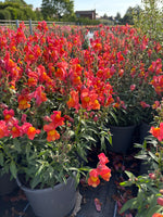 SnapDragon 2L X 6 pots (Spring, Summer)