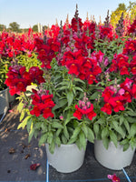 SnapDragon 2L X 6 pots (Spring, Summer)