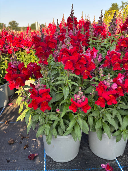 SnapDragon 2L X 6 pots (Spring, Summer)