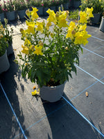 SnapDragon 2L X 6 pots (Spring, Summer)