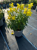 SnapDragon 2L X 6 pots (Spring, Summer)