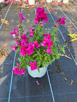 SnapDragon 2L X 6 pots (Spring, Summer)