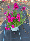 SnapDragon 2L X 6 pots (Spring, Summer)