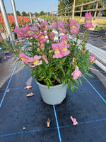 SnapDragon 2L X 6 pots (Spring, Summer)