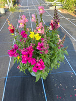 SnapDragon 2L X 6 pots (Spring, Summer)