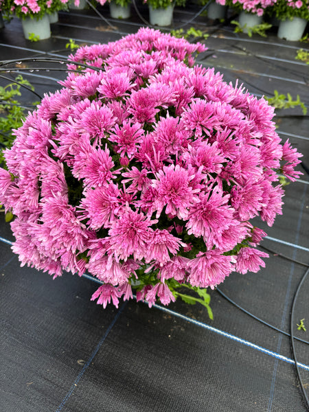 *DEAL OF THE WEEK* 2 FOR £10 Garden Chrysanthemum Purple