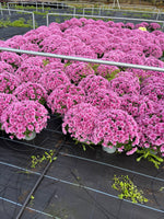 *DEAL OF THE WEEK* 2 FOR £10 Garden Chrysanthemum Purple