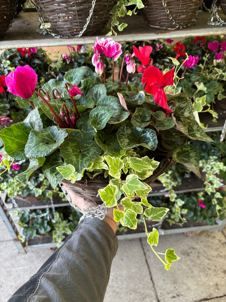 Cyclamen and Ivy hanging basket