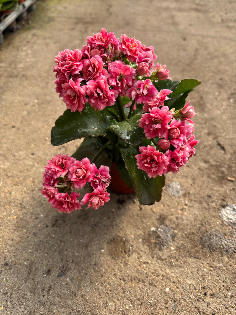 *SPECIAL DEAL* Houseplants x 6 plants
