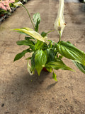 *SPECIAL DEAL* Houseplants x 6 plants