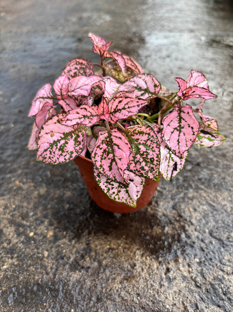 *SPECIAL DEAL* Houseplants x 6 plants