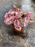 *SPECIAL DEAL* Houseplants x 6 plants