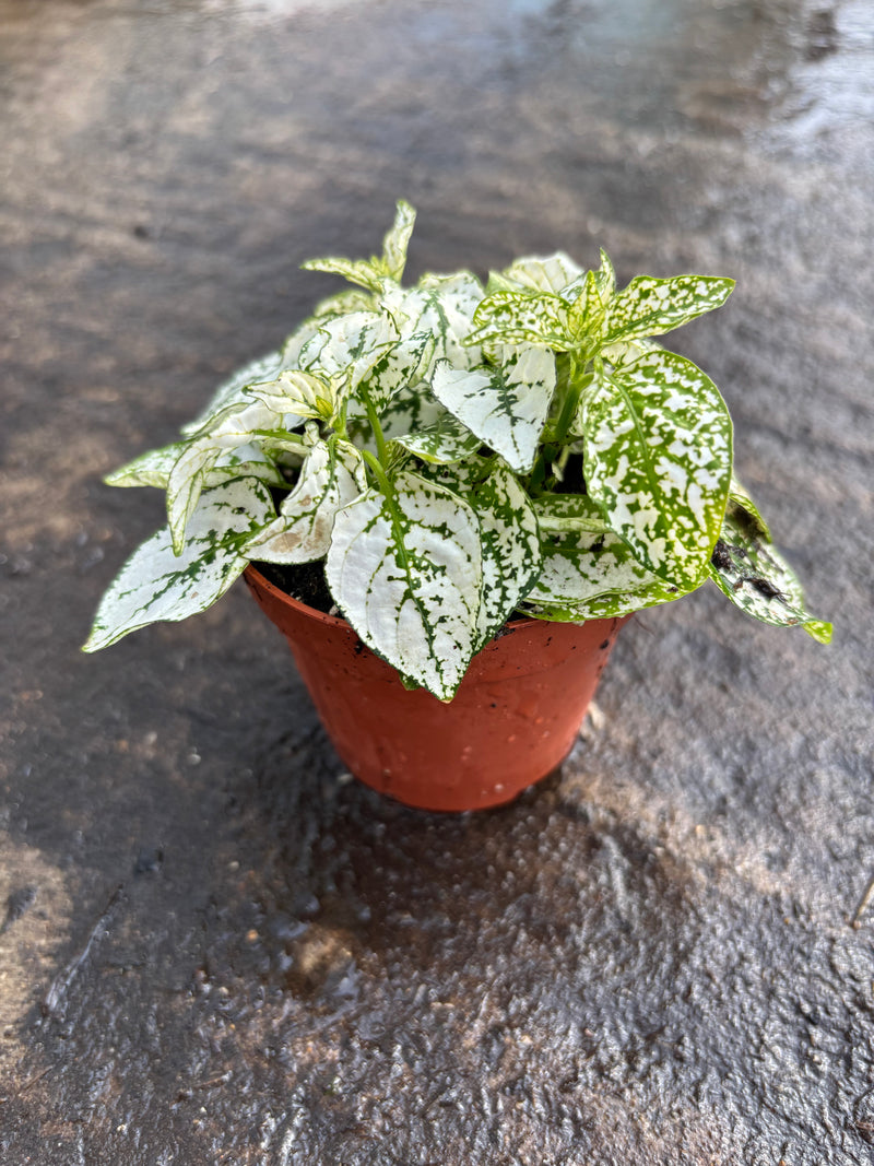 *SPECIAL DEAL* Houseplants x 6 plants