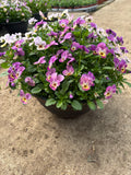 *DEAL OF THE WEEK* 4 X 30cm Patio Striation Bowl with Viola