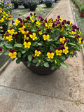 *DEAL OF THE WEEK* 4 X 30cm Patio Striation Bowl with Viola