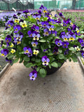 *DEAL OF THE WEEK* 4 X 30cm Patio Striation Bowl with Viola
