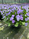 *DEAL OF THE WEEK* 4 X 30cm Patio Striation Bowl with Viola