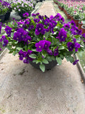 *DEAL OF THE WEEK* 4 X 30cm Patio Striation Bowl with Viola