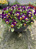 *DEAL OF THE WEEK* 4 X 30cm Patio Striation Bowl with Viola