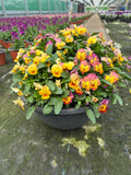 *DEAL OF THE WEEK* 4 X 30cm Patio Striation Bowl with Viola