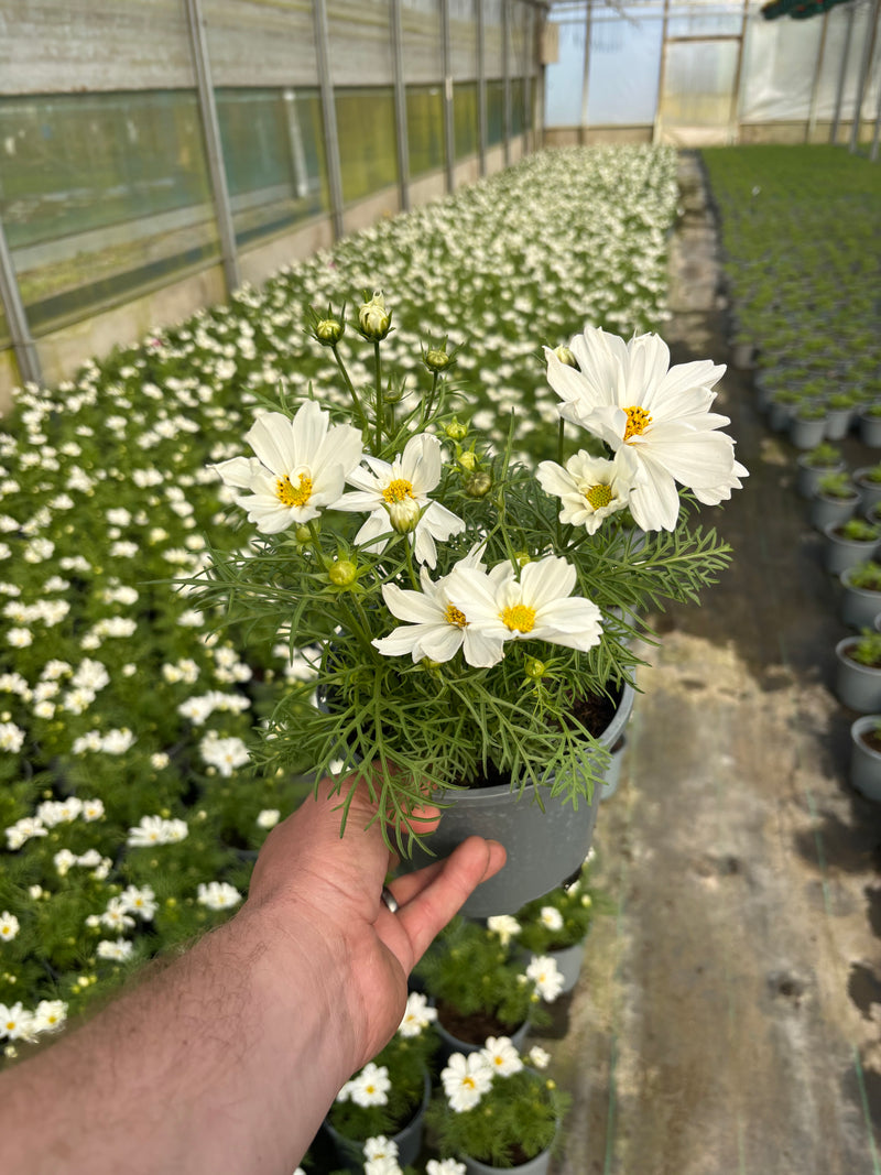 2L Cosmos (Summer, CLICK PHOTO TO SEE MORE COLOURS)