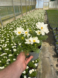 2L Cosmos (Summer, CLICK PHOTO TO SEE MORE COLOURS)