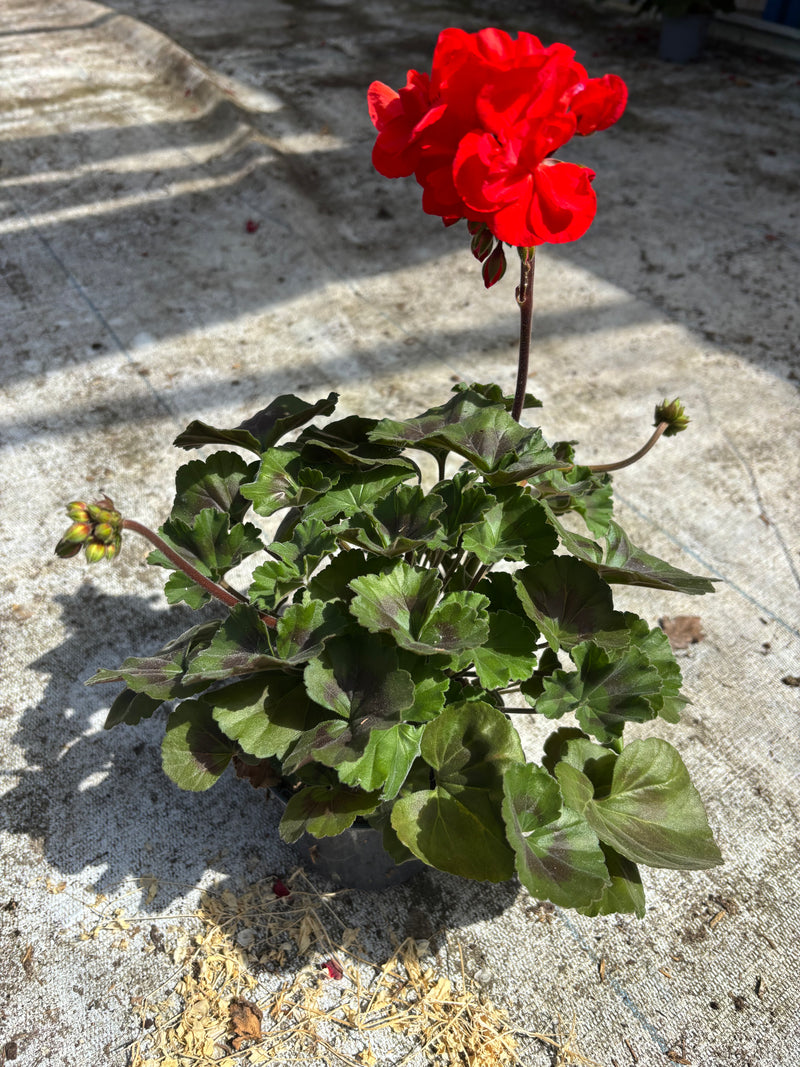 *DEAL OF THE WEEK*  Fully grown and flowering Geraniums