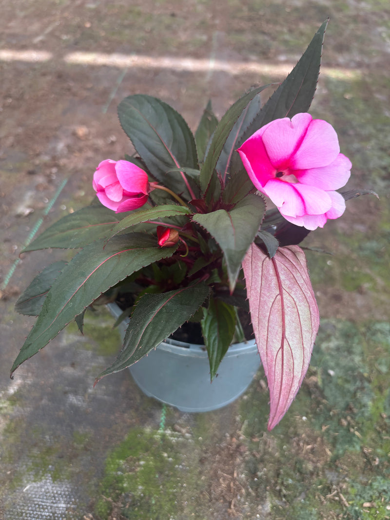 *Deal of The Week* 2 x Large New Guinea Impatien 2L pot (summer)