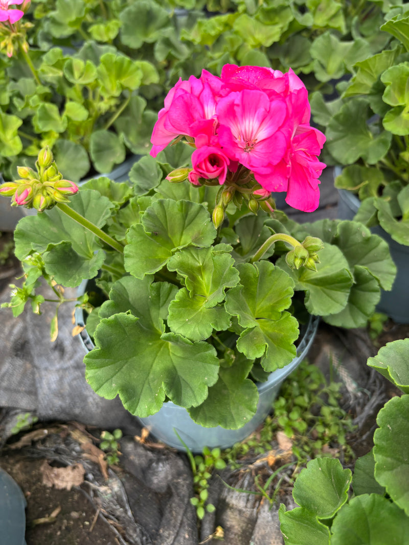 *DEAL OF THE WEEK* 5 X 2L GERANIUM