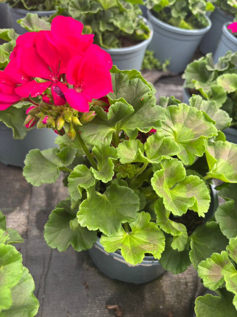 *DEAL OF THE WEEK* 5 X 2L GERANIUM
