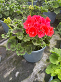 *DEAL OF THE WEEK* 5 X 2L GERANIUM
